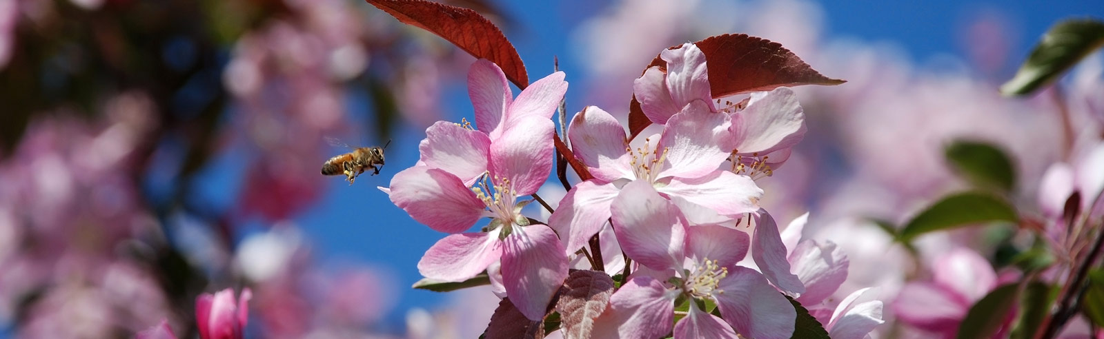 Honey Bee and Wild Flowers