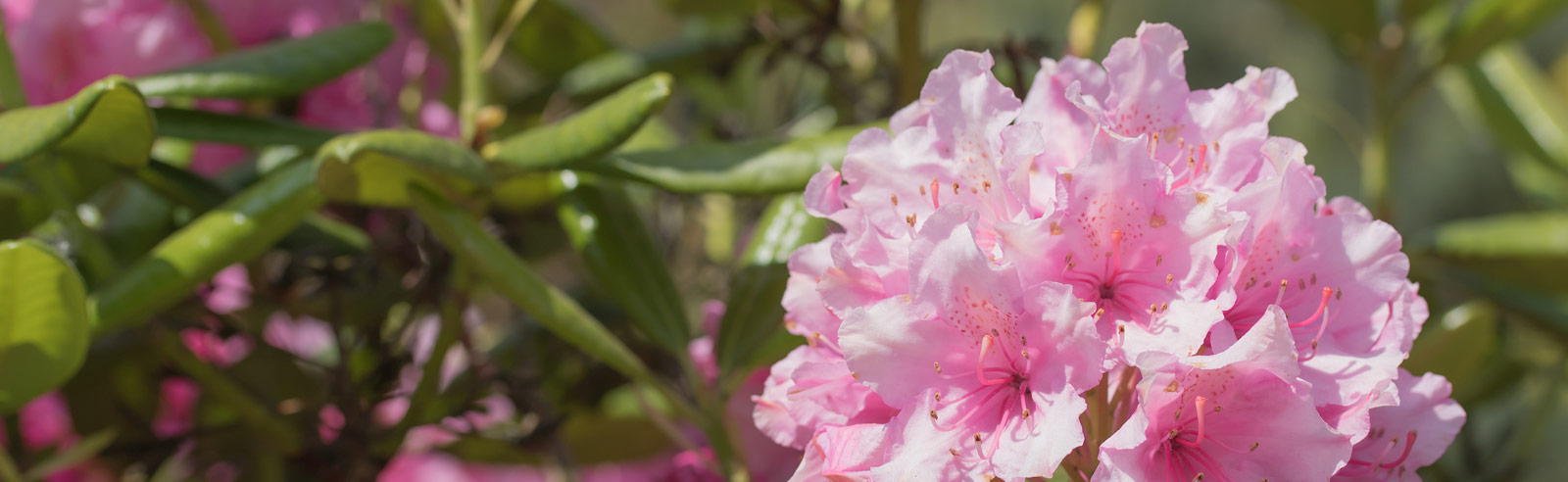 West Virginia Flowers