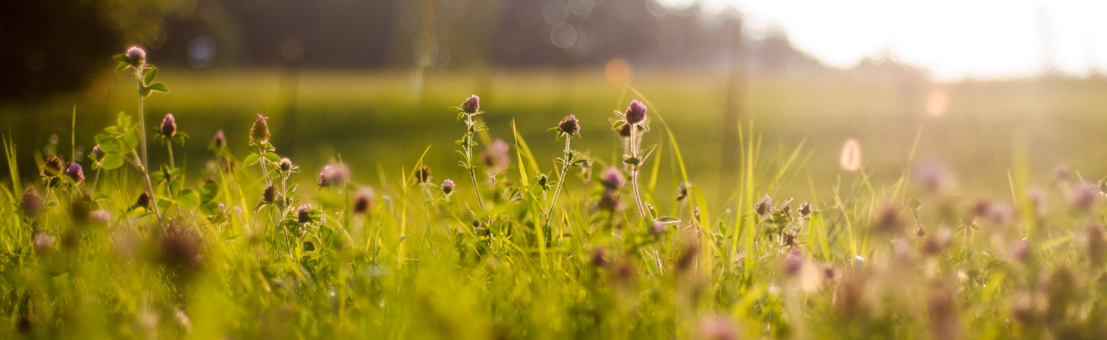 Field on a summer day