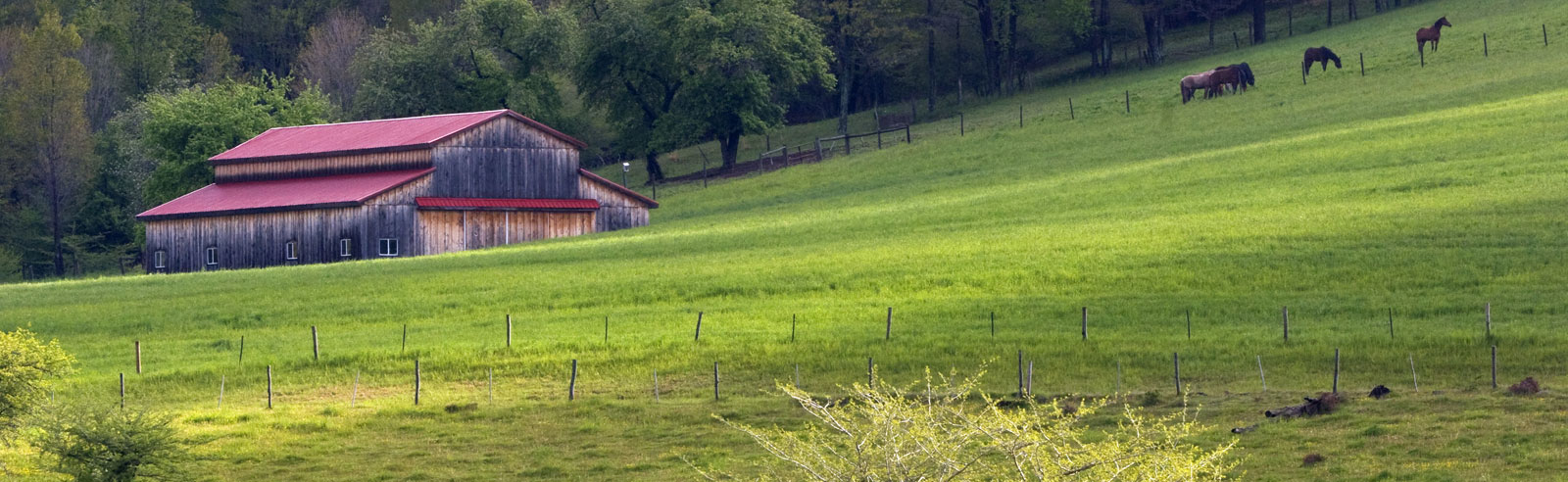 Pasture, Barn and Horses