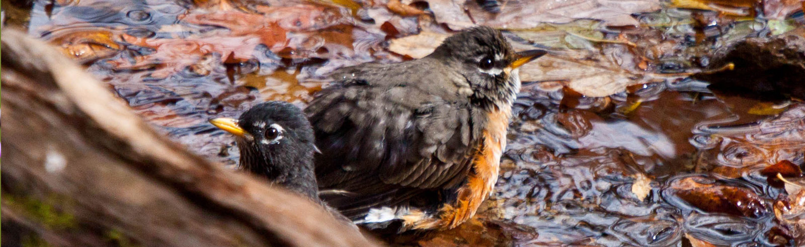 Robins Splashing in a Puddle