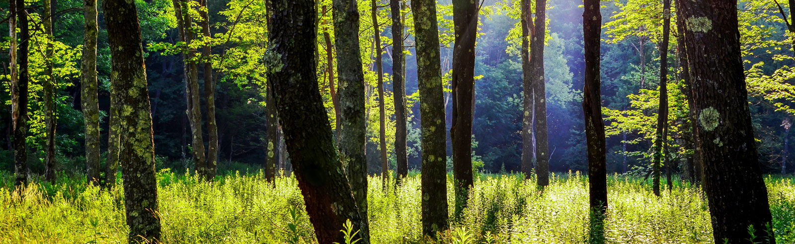West Virginia Forest in the Sunlight