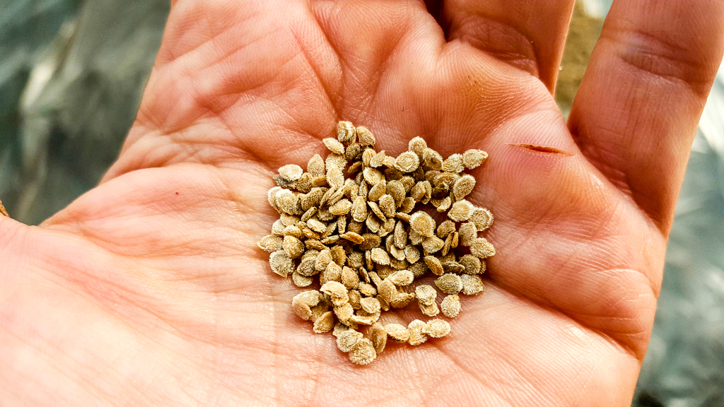 Saving heirloom seeds