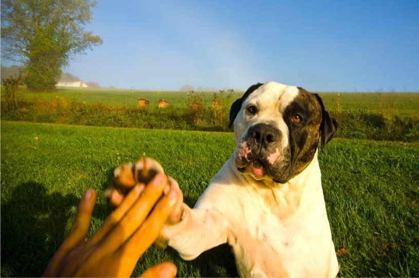 Dog High Five