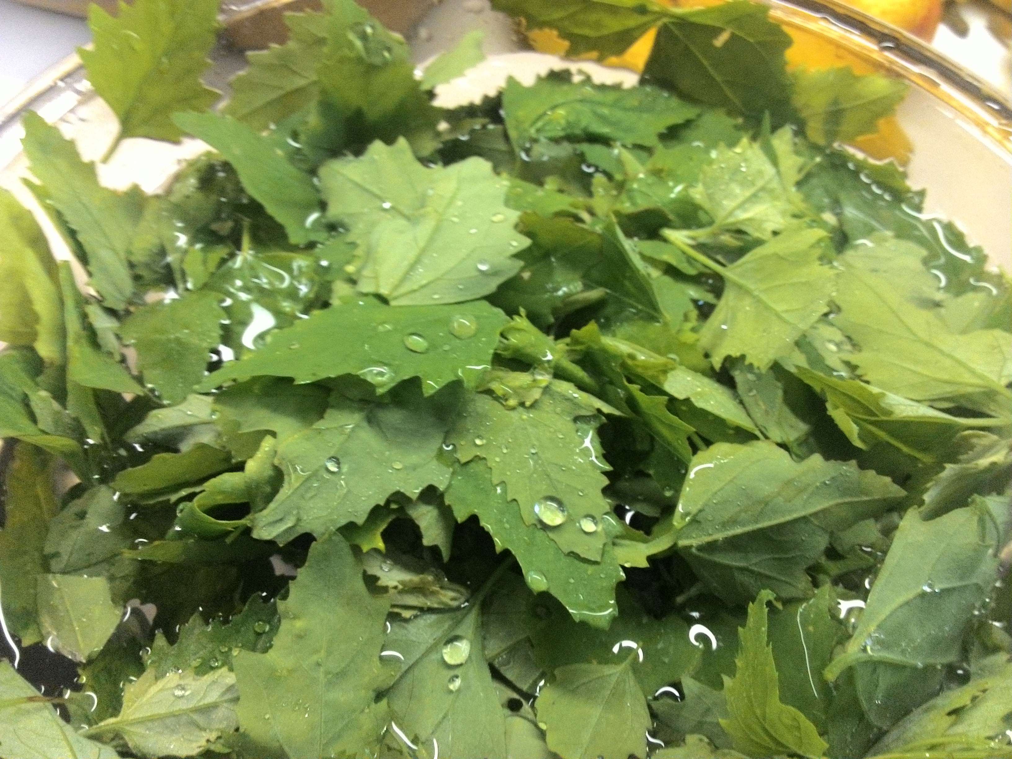 Lamb's Quarter Leaves Lamb's Quarter Leaves