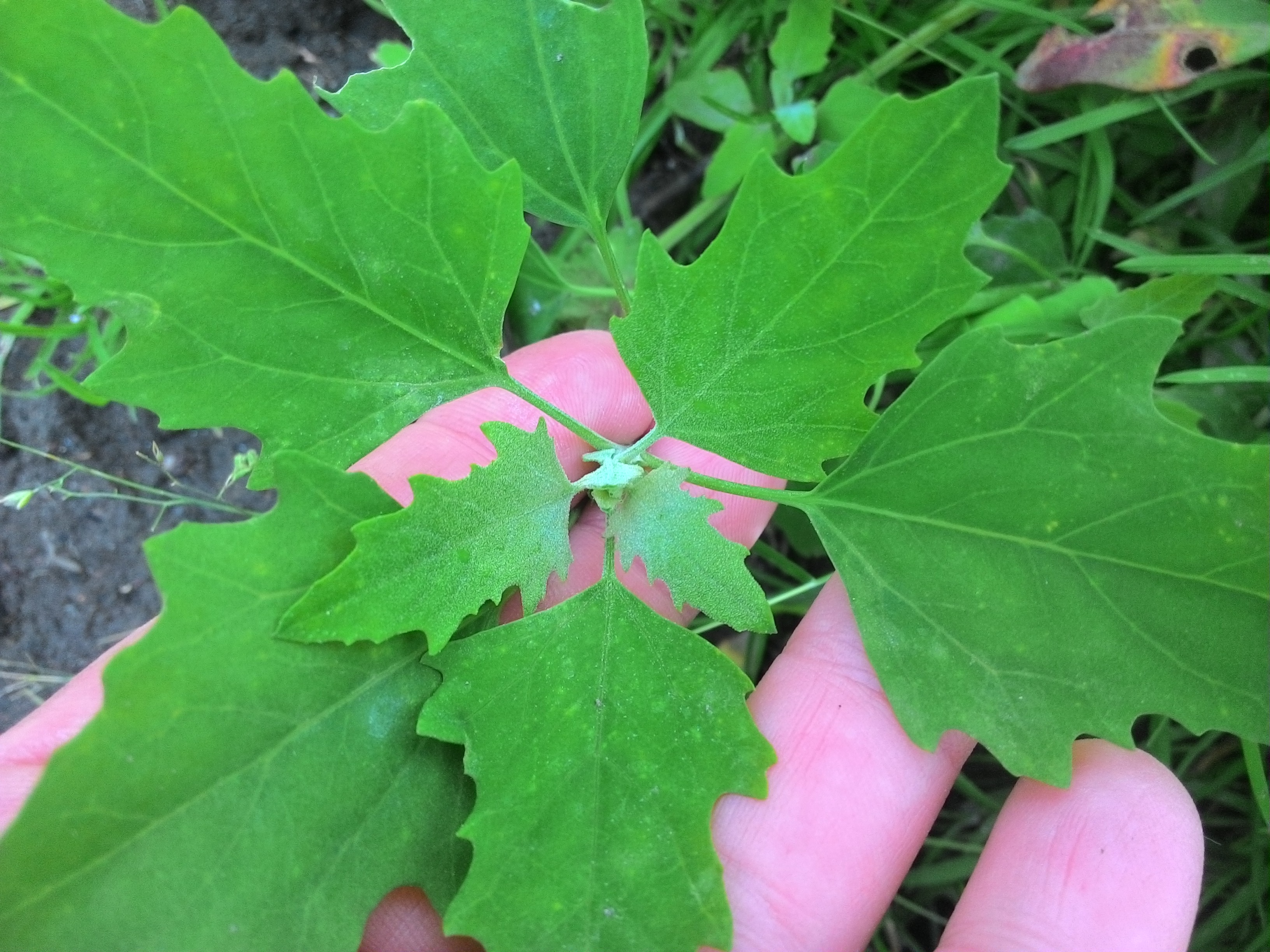 Foraging for Lamb's Quarter