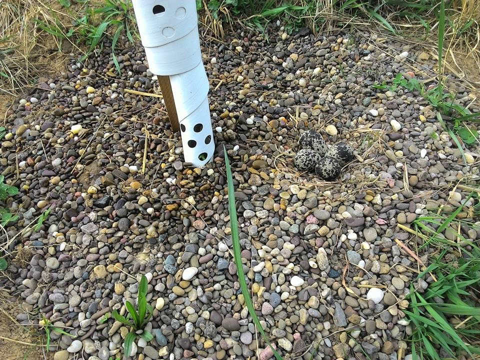 tern nest at base of transparent apple tree 