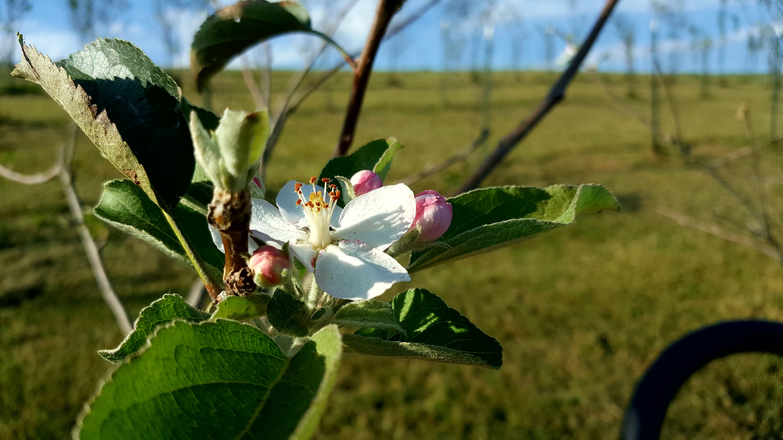Apple blooms in September