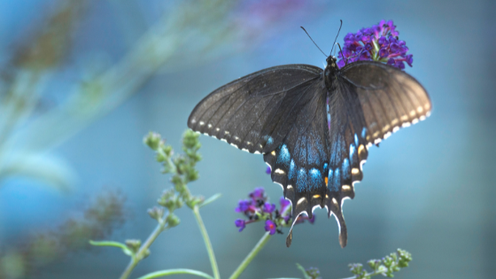 Butterfly Garden Plants - Heritage Realty International Inc.