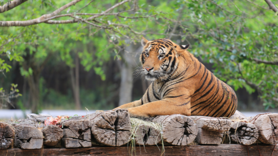 Hovatter's Wildlife Zoo - Heritage Realty International Inc.