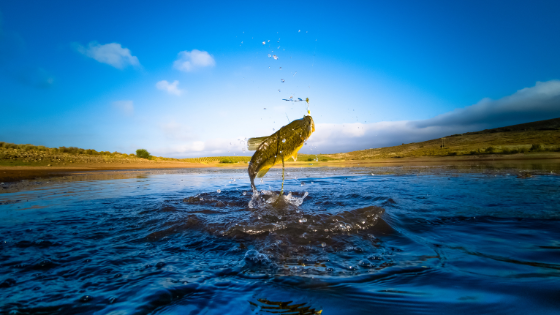 Fishing Around Morgantown, WV - Heritage Realty International Inc.